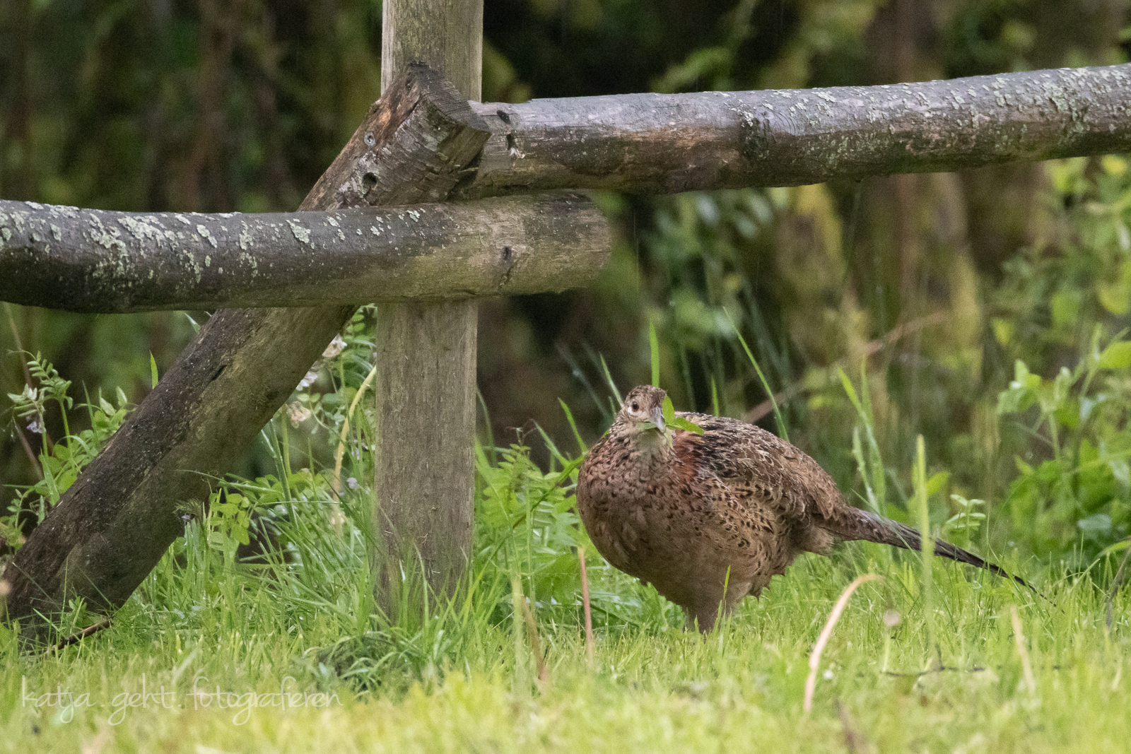Wildlifefotografie - eine Fasanenhenne auf der Suche nach Futter, im Hintergrund sieht man einen Holzzaun