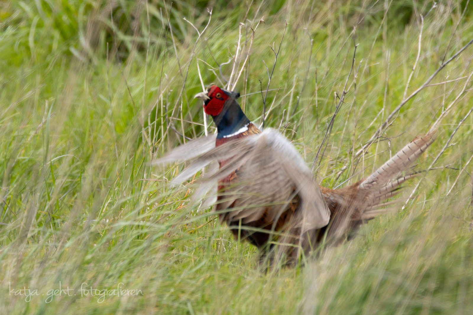 Wildlifefotografie - Ein Fasanenhahn steht in hohem Gras und schlägt mit den Flügeln, wie er es während und mit seinem Ruf immer macht