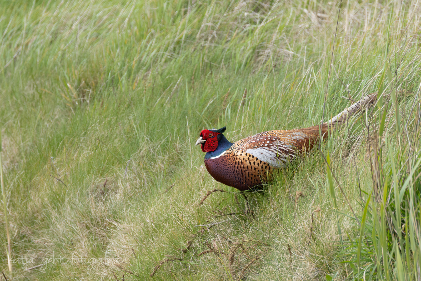 Wildlifefotografie - Ein Fasanenhahn steht an einem Graben an einer Wiese