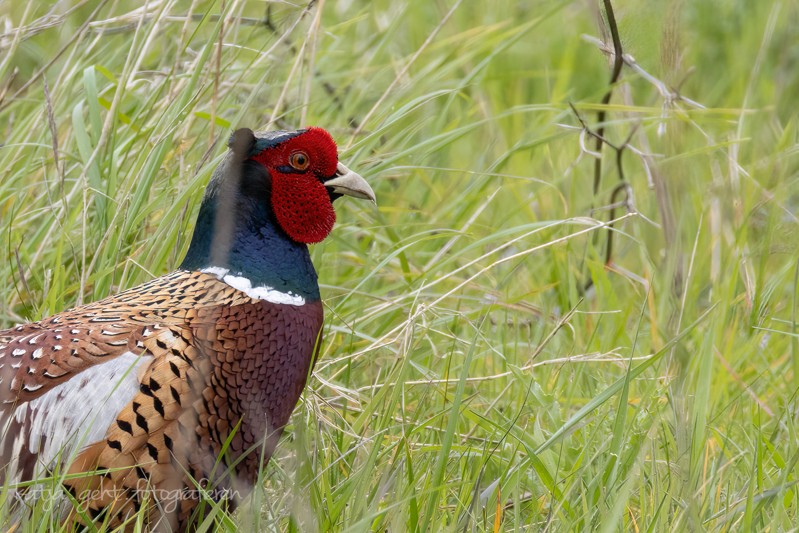 Wildlifefotografie - Ein Fasanenhahn steht in hohem Gras auf einer Wiese, man sieht nur seinen Oberkörper und den Kopf