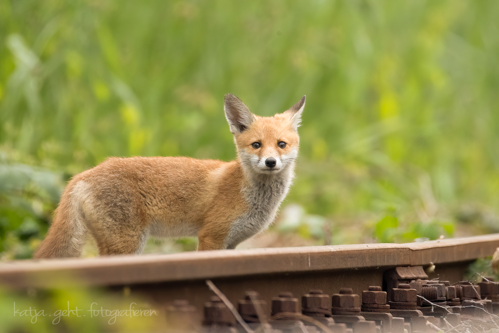 Wildlifefotografie - Jungfuchs, der oder die Kleinste von 3 Jungfüchsen schaut traurig, da beide Geschwister mit der Fähe schon weg sind und er/sie sich nicht traut.