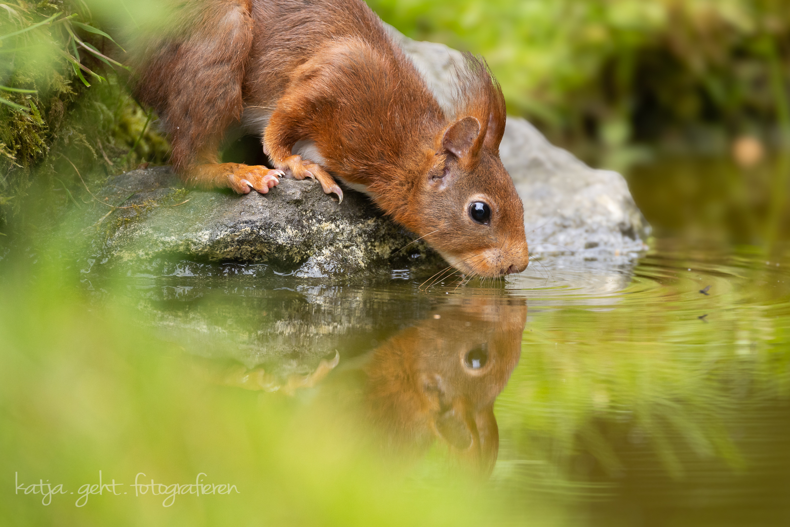 Ansitzfotografie an der Schmitter Mühle - ein Eichhörnchen trinkt aus einem Teich, man sieht die Spiegelung im Wasser.