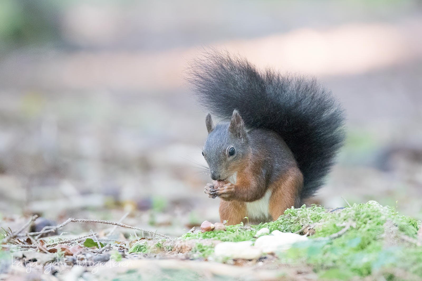 Wildlifefotografie - ein Eichhörnchen frisst eine Nuss die er gerade vom Boden genommen hat