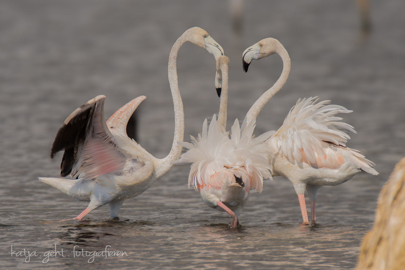 Wildlifefotografie - Flamingos im Klintsch, in Südfrankreich in der Camarque sieht man viele Flamingos, hier haben 3 Stück ein Streitgespräch.