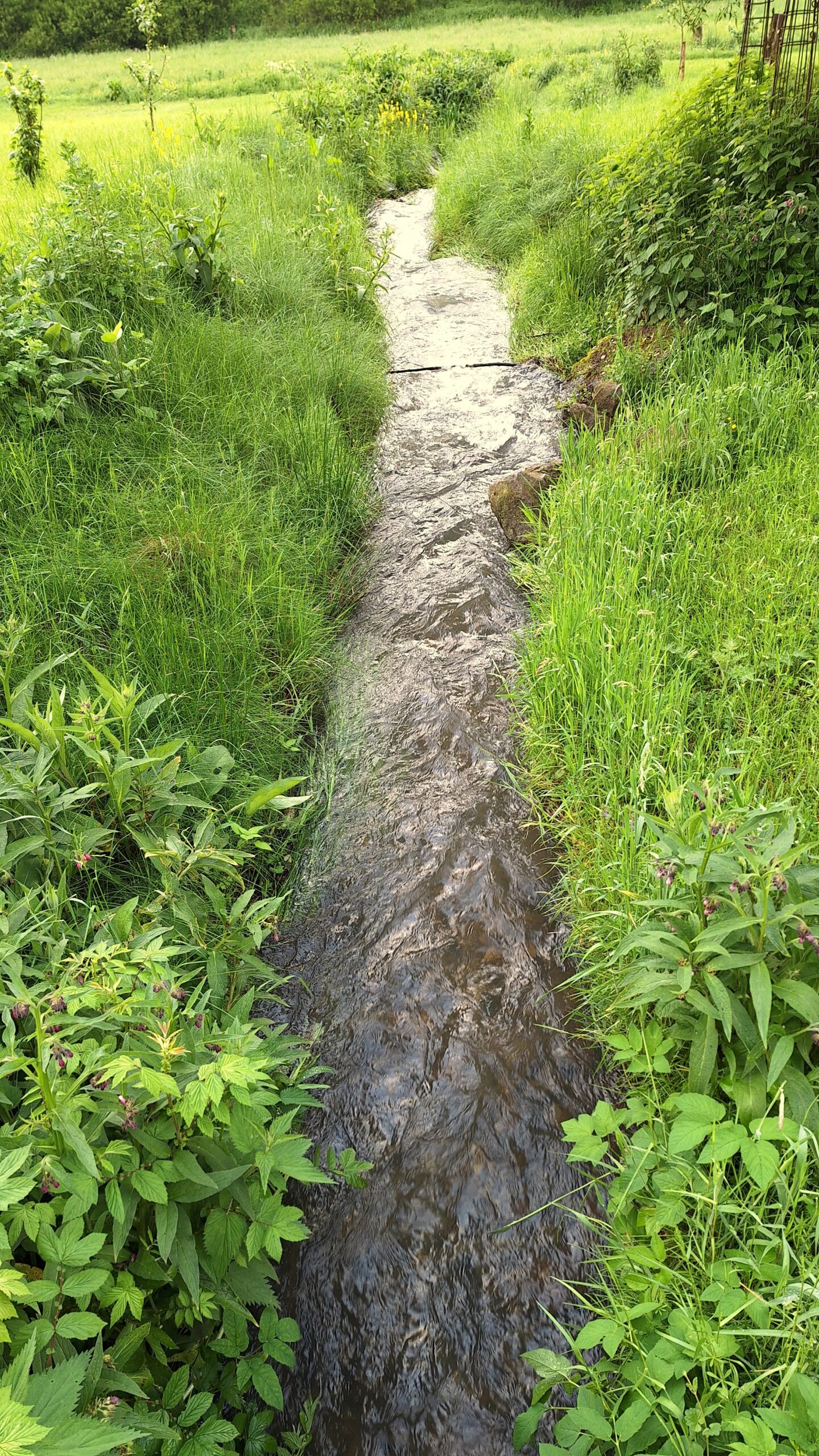 Ansitzfotografie an der Schmitter Mühle - ein Bachlauf durch die Wiesen der Schmitter Mühle.
