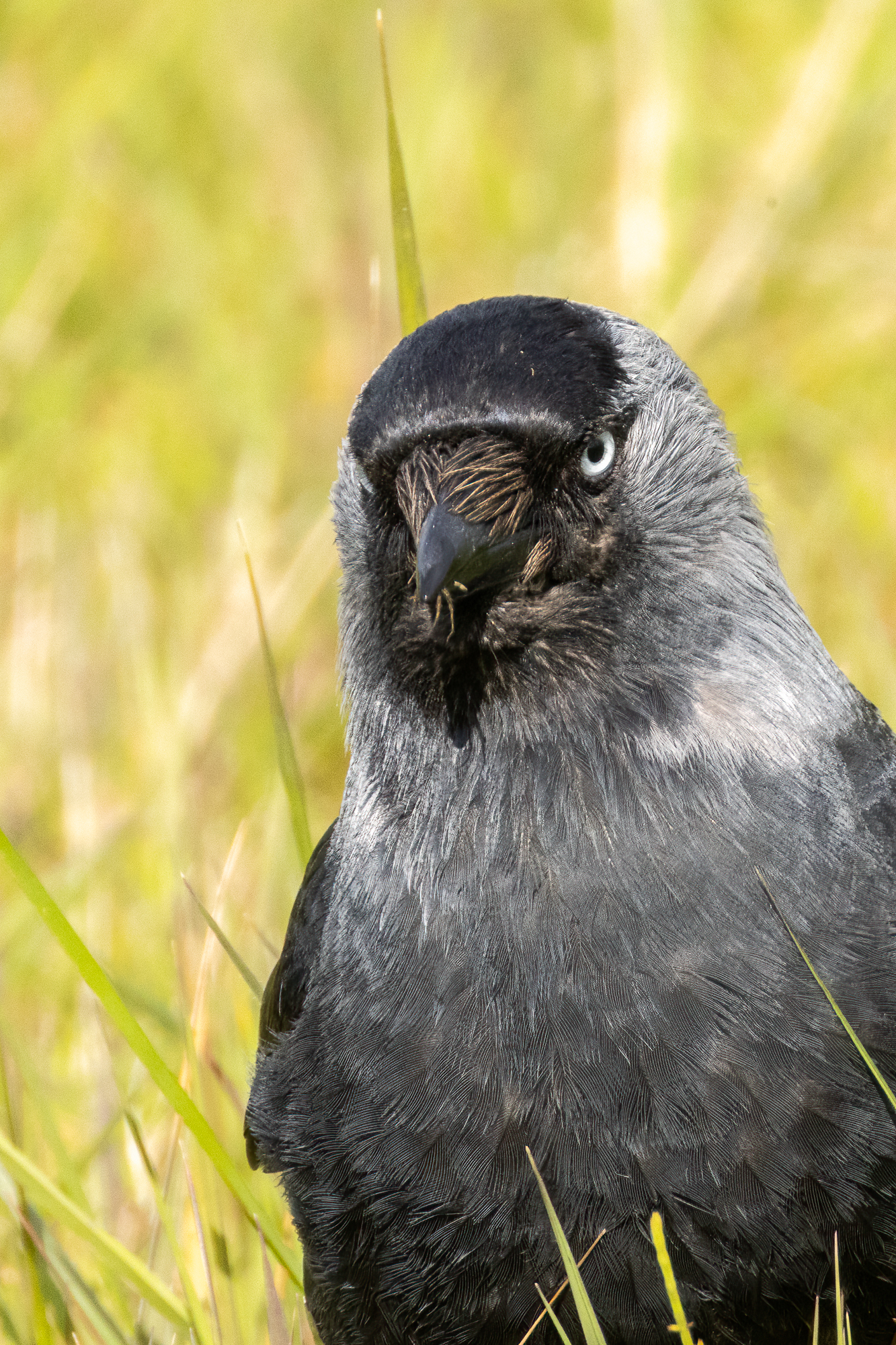 Wildlife - Fotografie - Dohle Portrait, es schauen Spinnenbeine aus dem Schnabel der Dohle