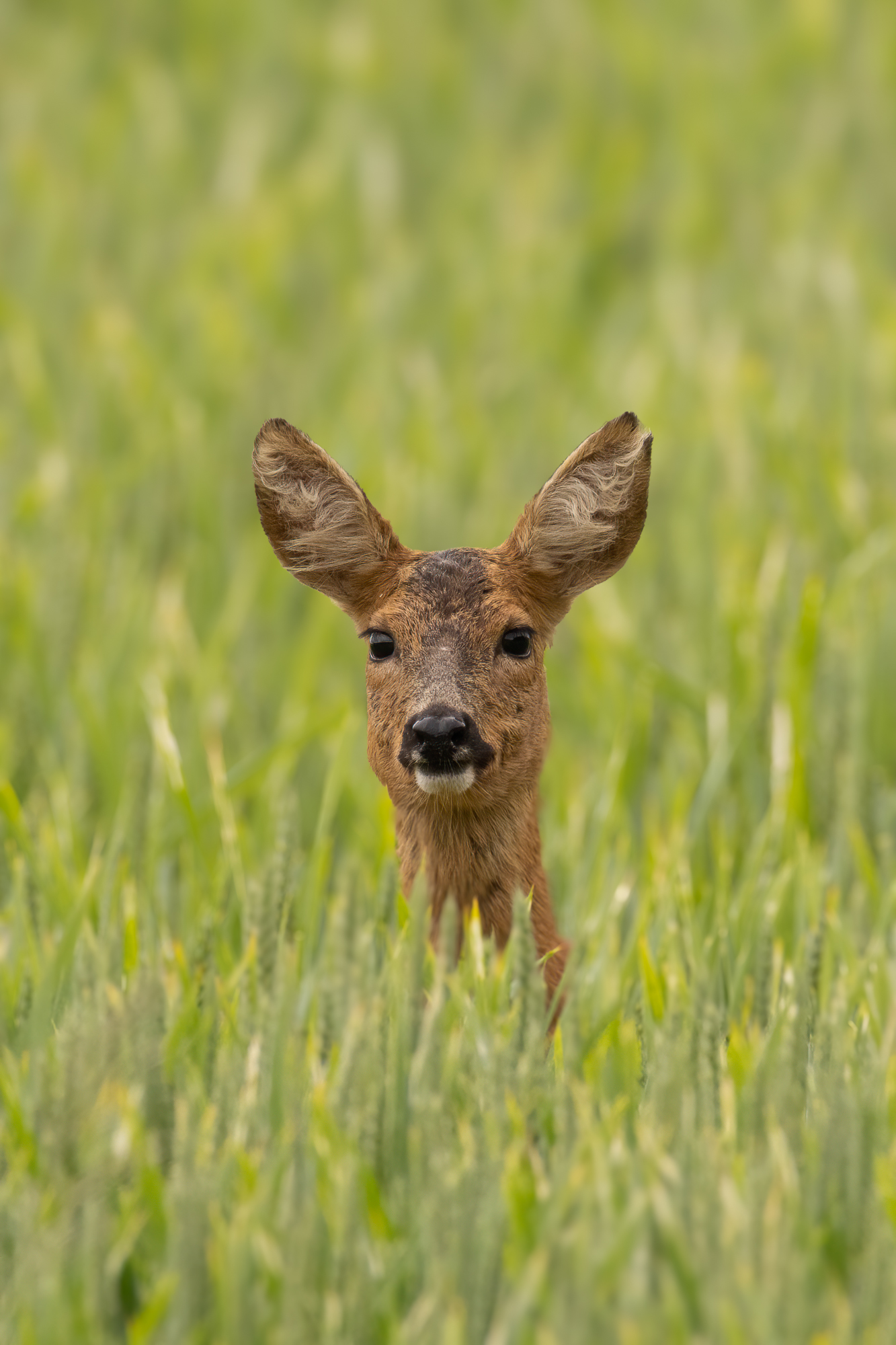 Wildlife - Fotografie - ein Reh schaut aus einem Kornfeld heraus.