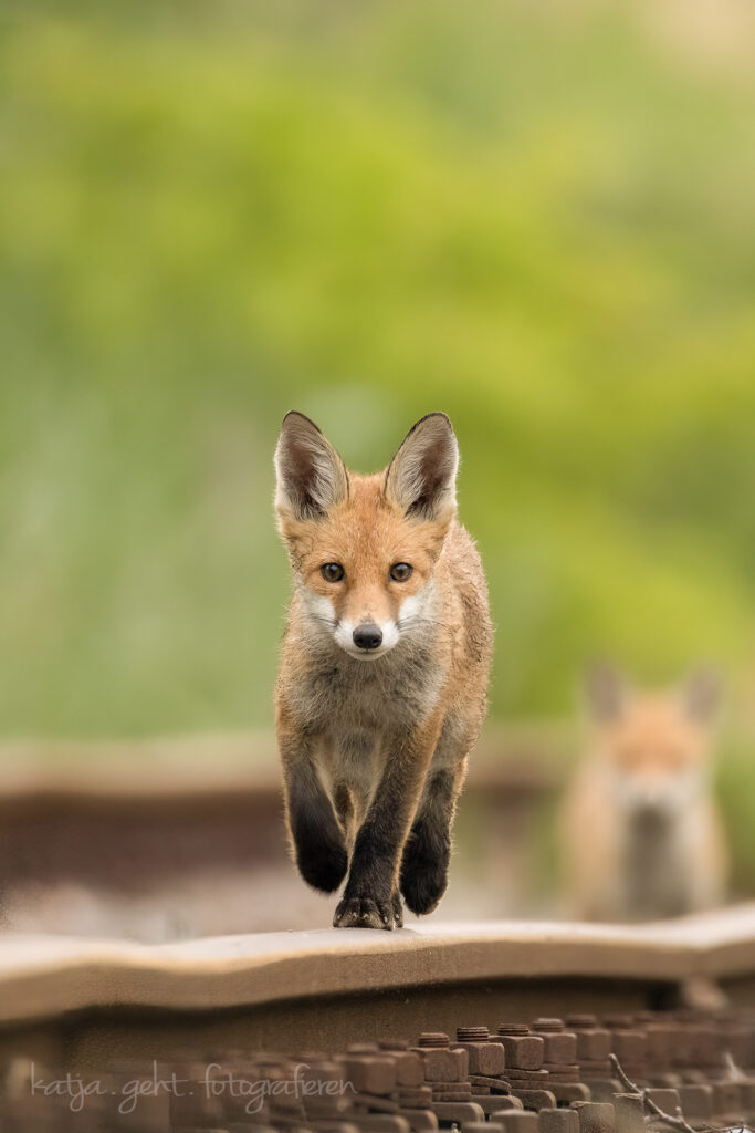Junger Fuchs, unbedarft und neugierig
