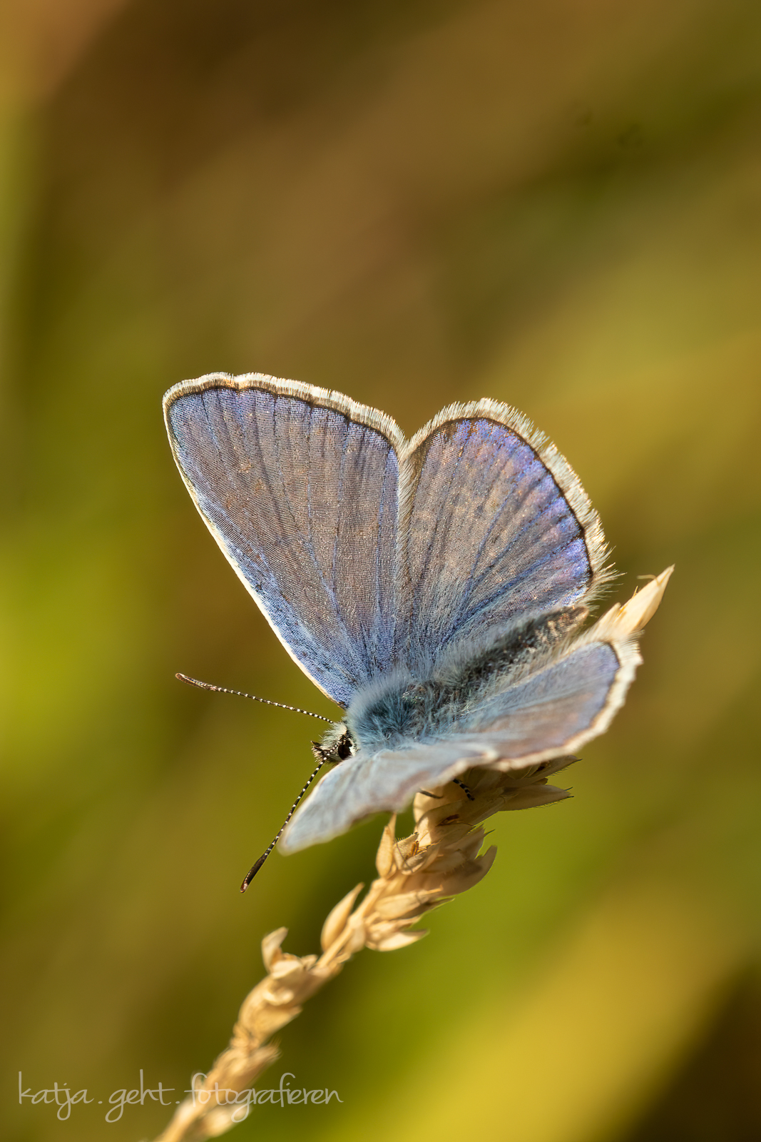 blauer Schmetterling