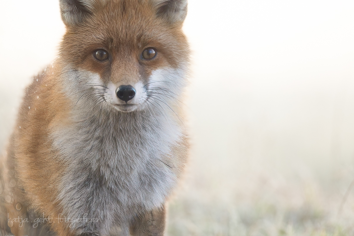Wildlife - Frosty Foxy, Fuchs im morgentlichen fröstlichen Raureif, auf einer Wiese irgendwo in Deutschland.