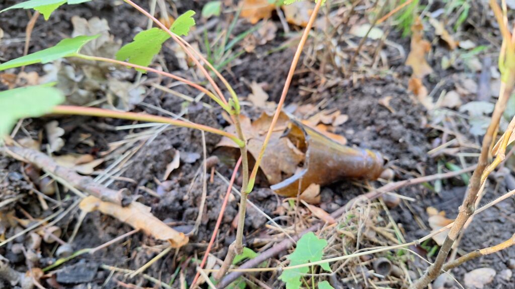 leere Bierflaschen im Wald, warum?