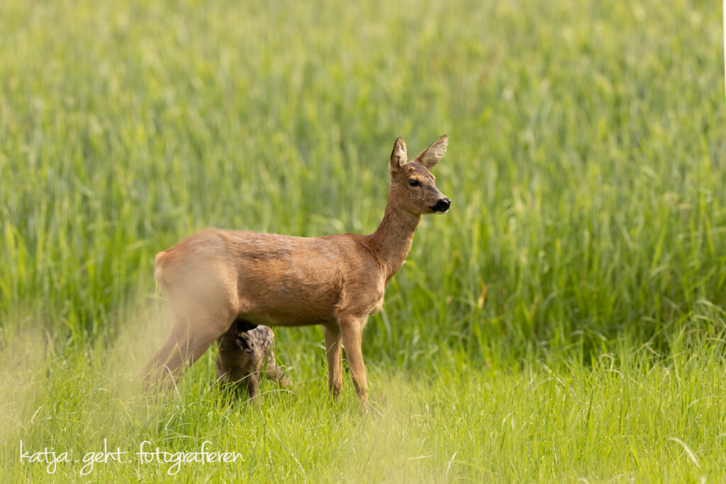 Eine Wiese vor einem Weizenfeld, eine Ricke steht aufmersam da und säugt Ihr Junges.