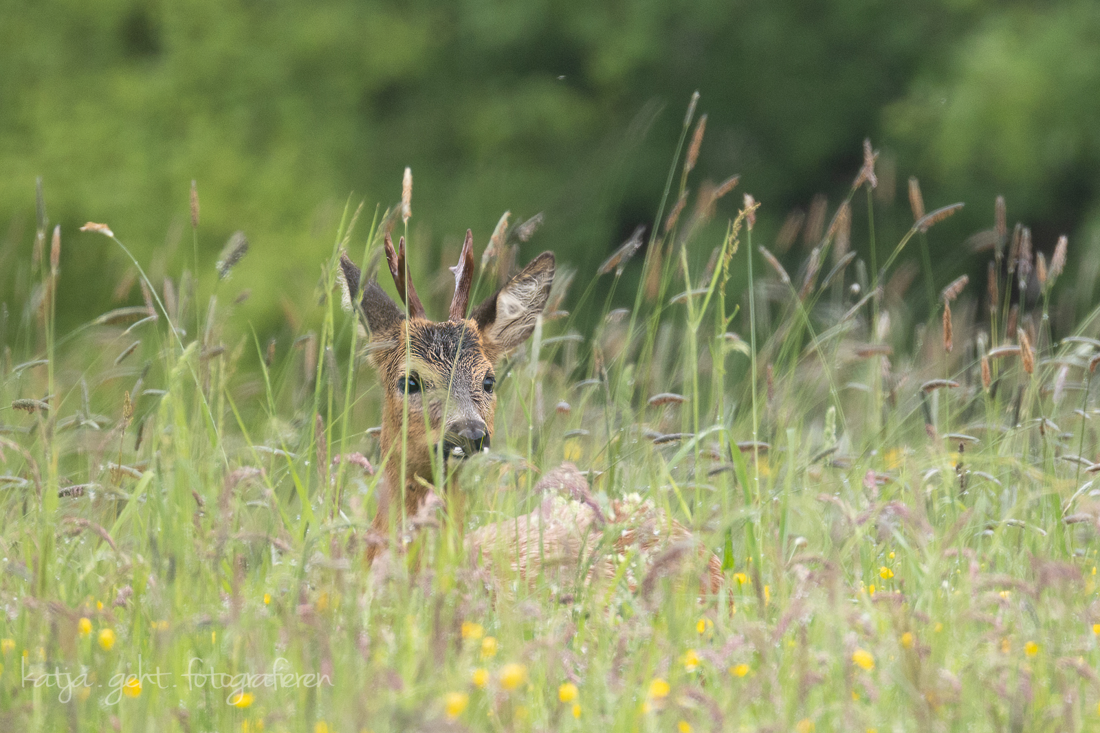 Ein Rehbock versteckt sich im hohen Gras
