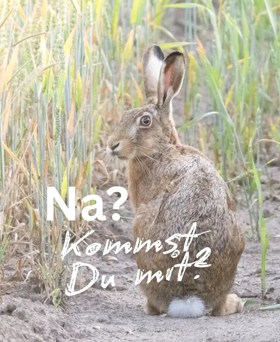 Ein Feldhase in einer Fahrspur, schaut über die Schulter und fragt: Na? Kommst Du mit?