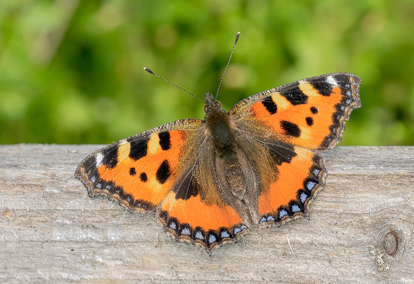 Ein Schmetterling ist die beste Methapher für Transformation.