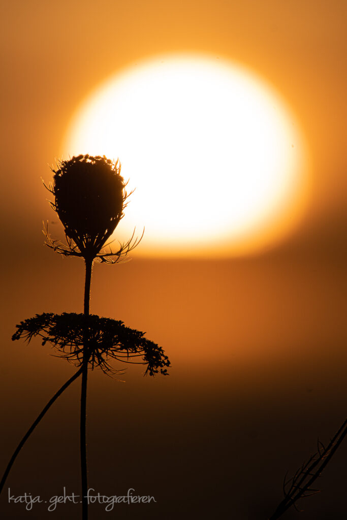 Wenn man am frühen Morgen auf die Tiere wartet und einem langweilig ist kommen solche Bilder zustande - Doldenblütler in der Sonne.