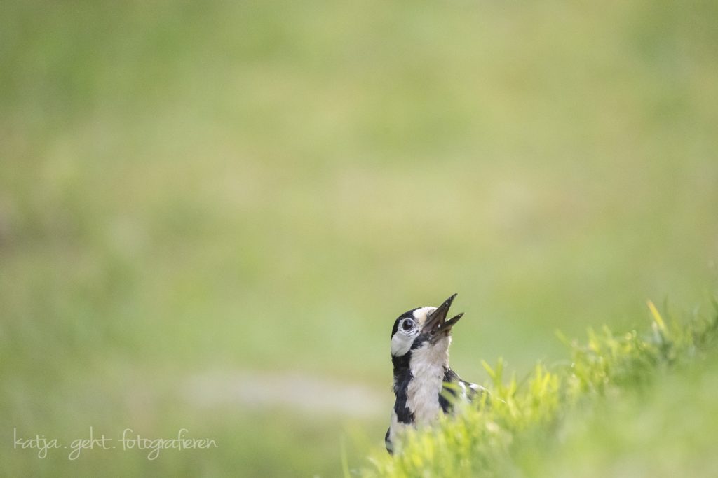 Buntspecht schaut in die Luft, ist da was?
