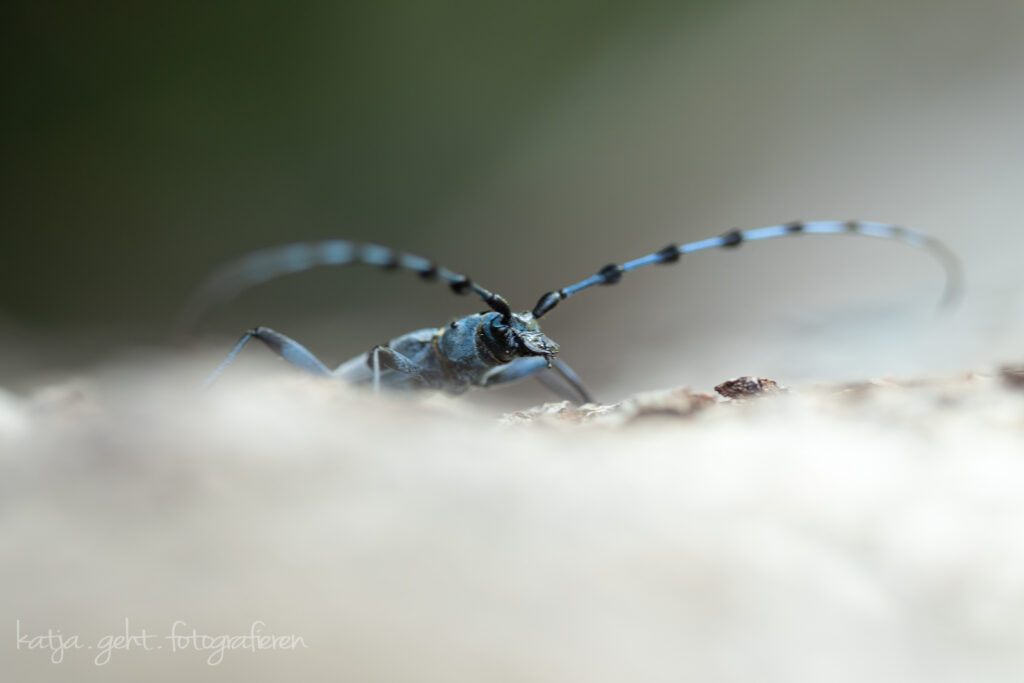 Makrofotografie - der Alpenbockkäfer, einer der schönsten und größten Käfer in unseren Breitengraden.