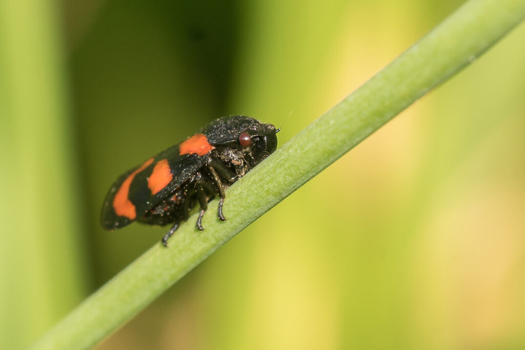 Makrofotografie - gemeine Blutzikade, erwischt auf einer kleinen Lichtung im Wald.