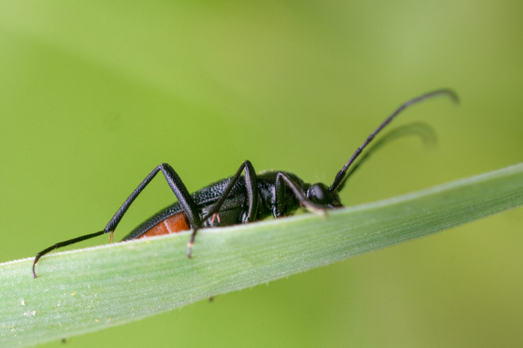 Makrofotografie - schwarzer Schmalbockkäfer auf einem Grashalm mitten in der Wiese.