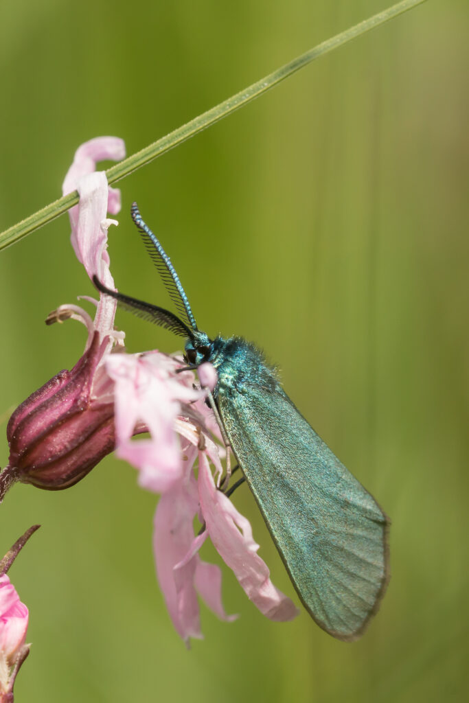 Makrofotografie - Ampfer Grünwidderchen beim Frühstück auf einer Blume.