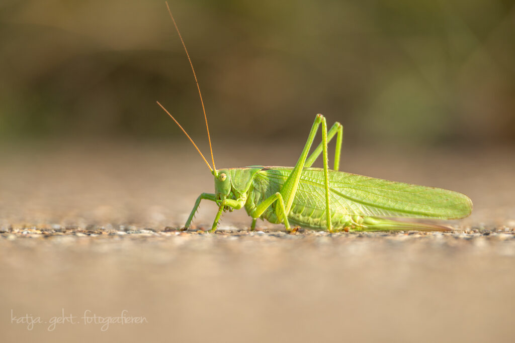 Makrofotografie - grünes Heupferd sitzt auf einem Wanderweg. Nicht der beste Platz für eine Pause.