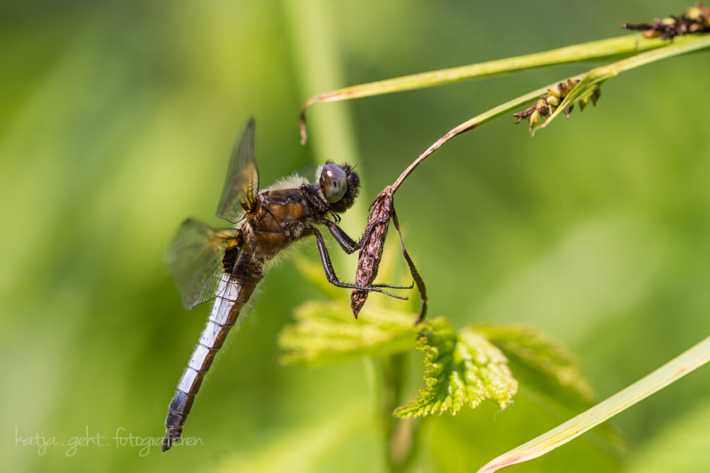 Makrofotografie - Libelle, entweder es ist ein Plattbauch, oder der Spitzfleck, das kann man auf dem Bild nicht erkennen.