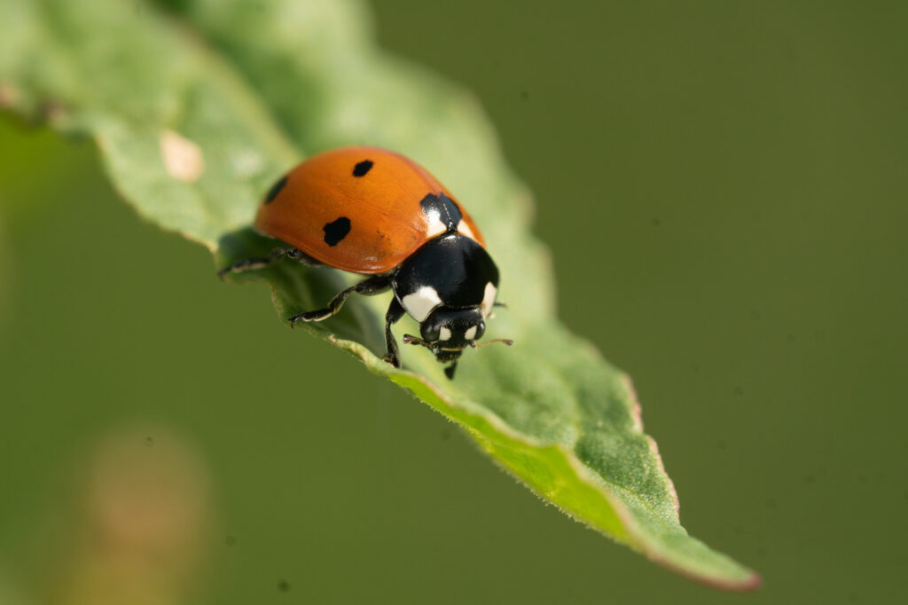 Makrofotografie - Ein Marienkäfer auf einem Blatt