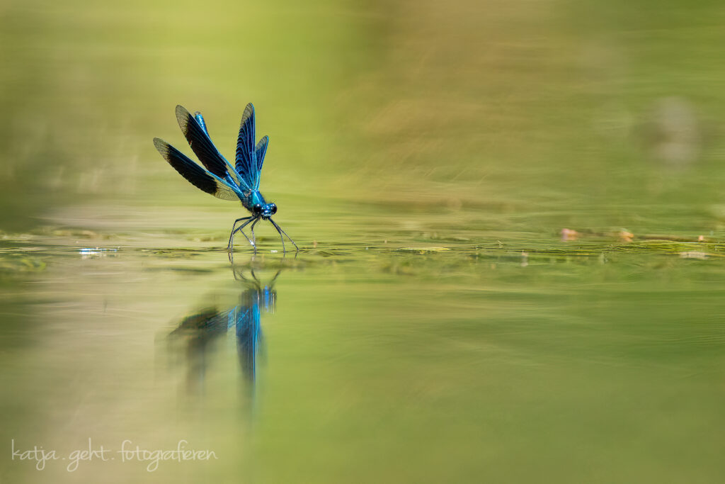 Makrofotografie - mit viel Platz, die Prachtlibelle sass auf ein paar Blätter im Wasser