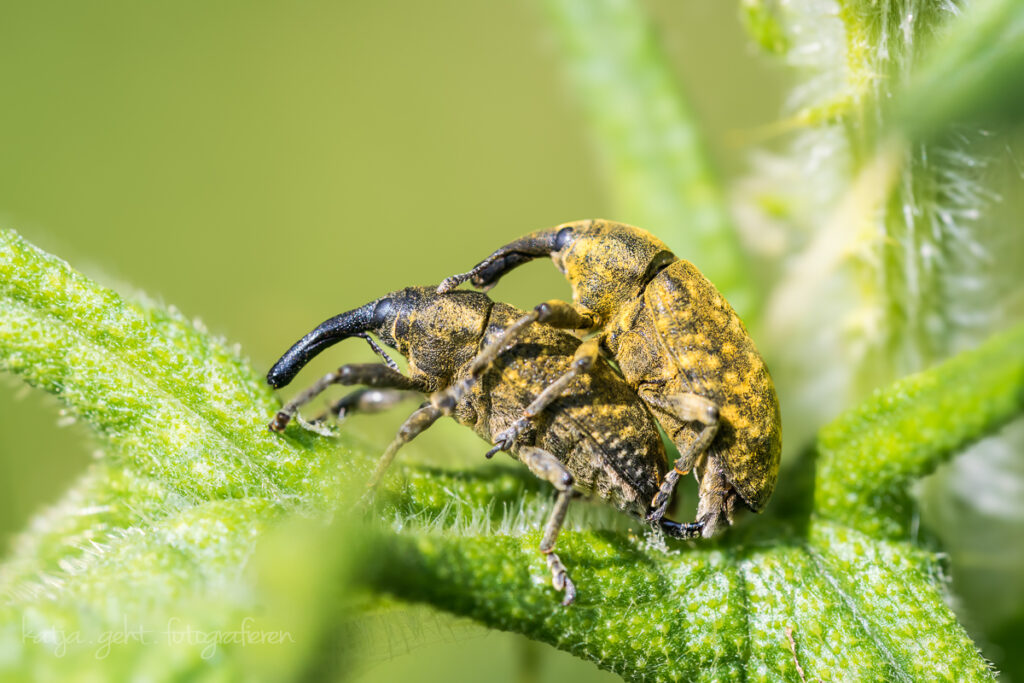 Makrofotografie - Diestelblütenrüssler. Man sorgt für Nachwuchs. Fotografiert natürlich auf einer Distel.