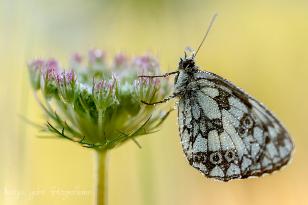 Makrofotografie - früh am Morgen, das Schachbrettchen konnte sich noch nicht bewegen, die Gunst der Stunde hab ich genutzt.
