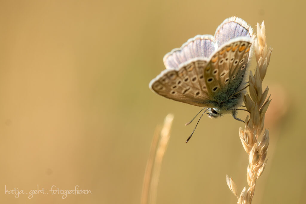 Makrofotografie - Ein Hauhechel-Bläuling in der Wiese.