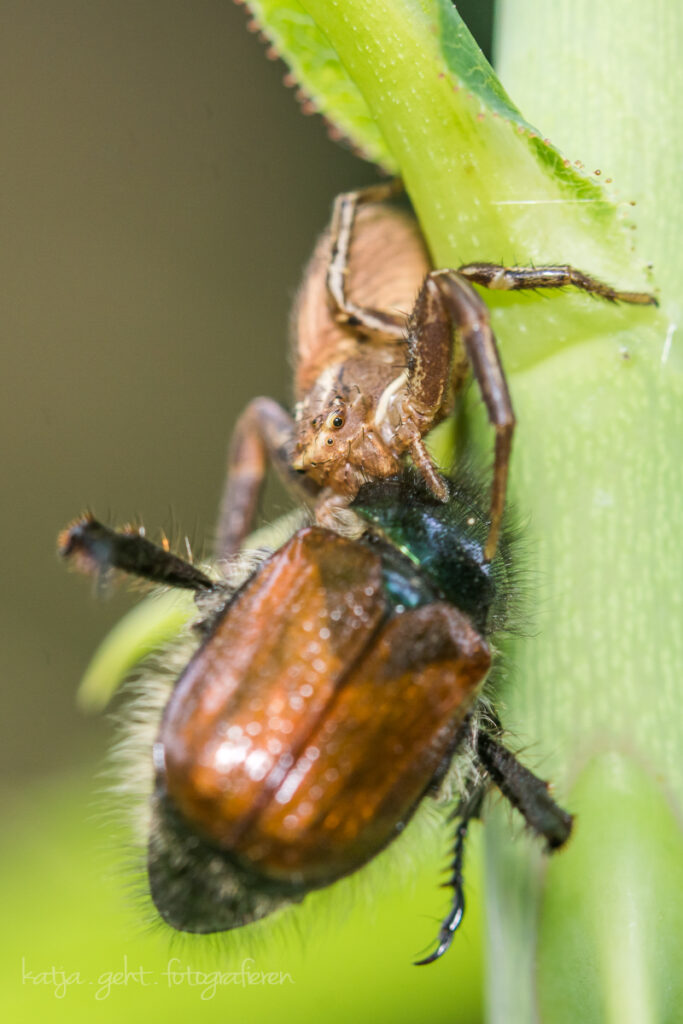 Makrofotografie - kleine Spinne mit großer Beute, der Käfer mit mit Sicherheit doppelt so groß wie die Spinne.