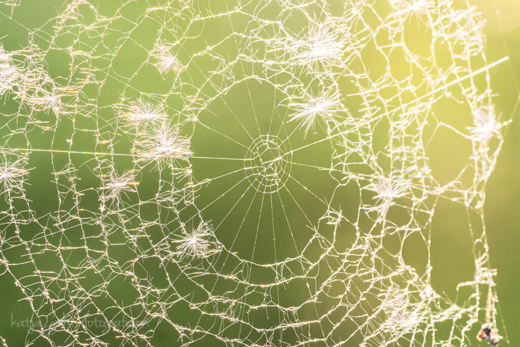 Makrofotografie - Spinnennetz am frühen Morgen. Nur die Spinne fehlt.