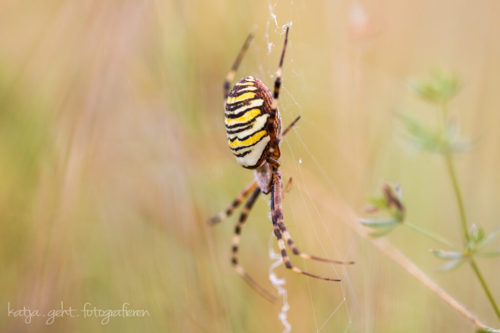 Makrofotografie - Eine Wespenspinne in der Wiese, trotz der auffälligen Farbe habe ich sie fast übersehen.