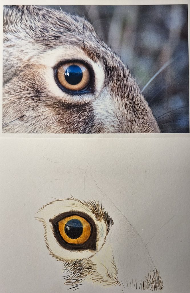 Meine erste Versuch, der Feldhase ist ein Bild von mir.