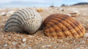 Muscheln am Strand von Altafulla / Spanien
