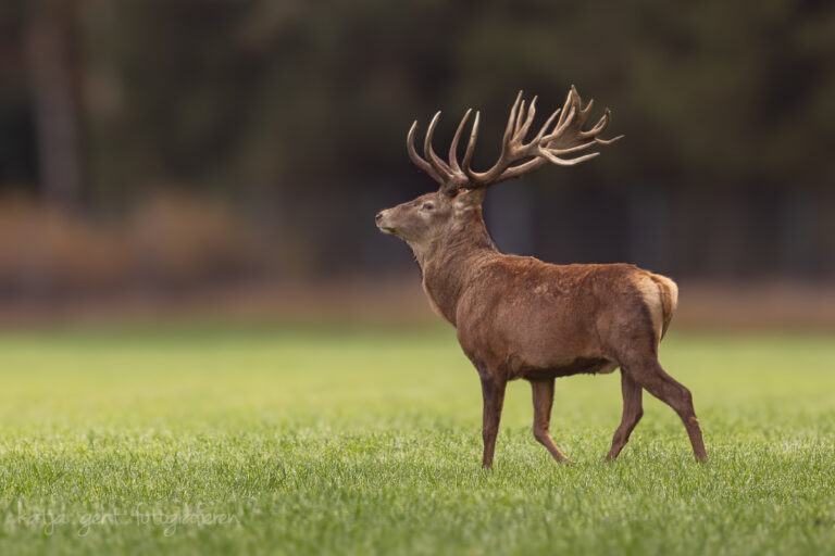 Nein, das ist kein Wildlife, das ist ein Hirsch in einem Gatter. Aber Hirsche sieht man in meiner Gegend selten bis gar nicht, von daher darf er hier rein.