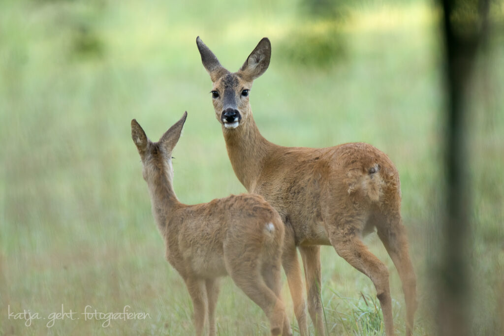 #sehnsuchtsort: Wenn Rehe ganz nah sind