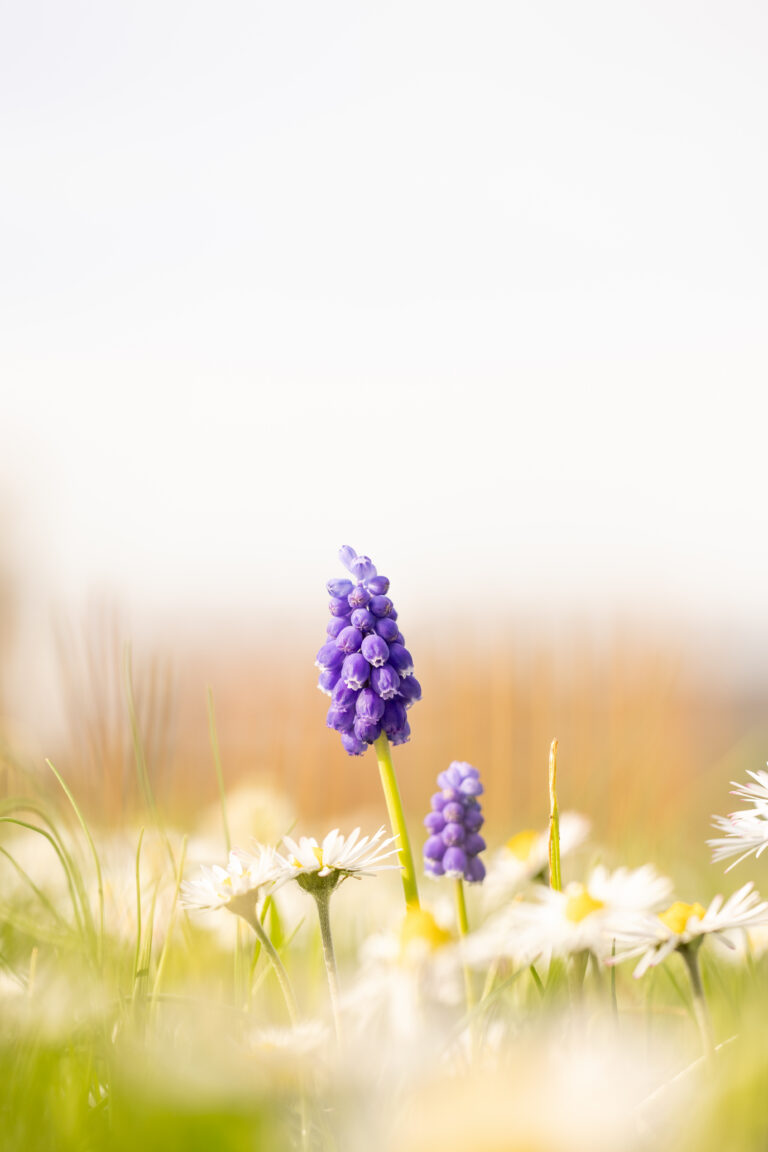 Blumenfotografie - Traubenhyazinthe auf einer Wiese voller Gänseblümchen im morgentlichen Sonnenschein.