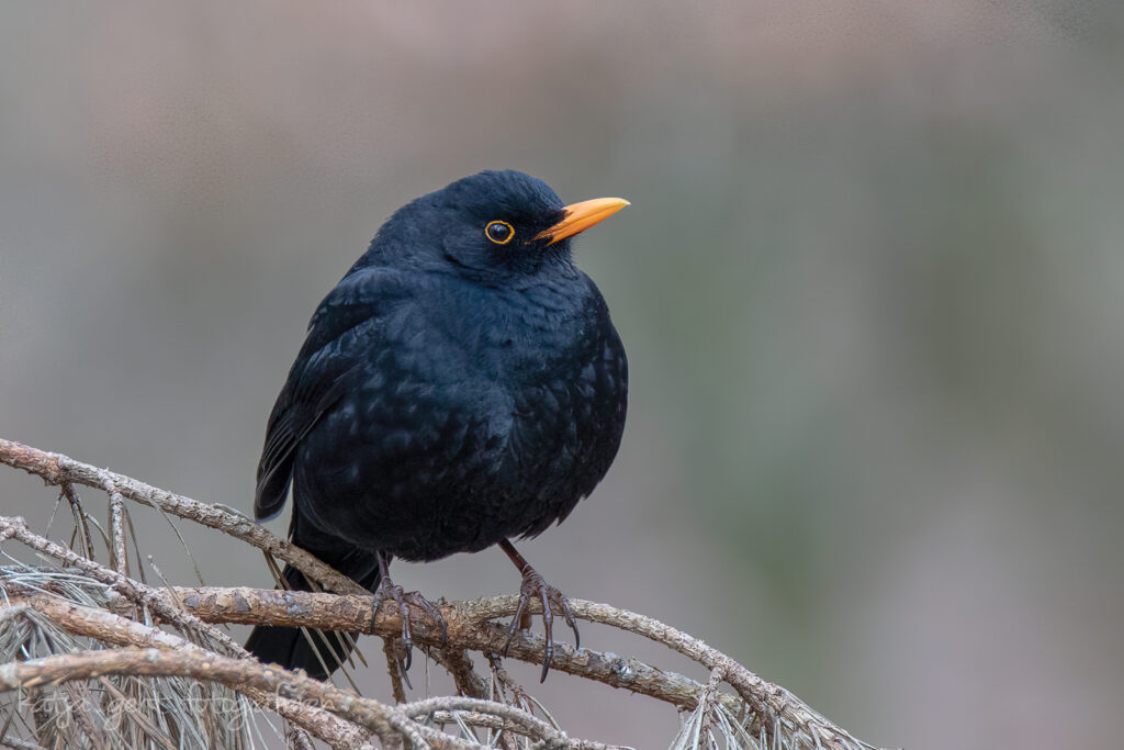 Vogelfotografie - die wohl zutraulichste Amsel die ich je gesehen hab, oder sie war noch nicht ganz wach.