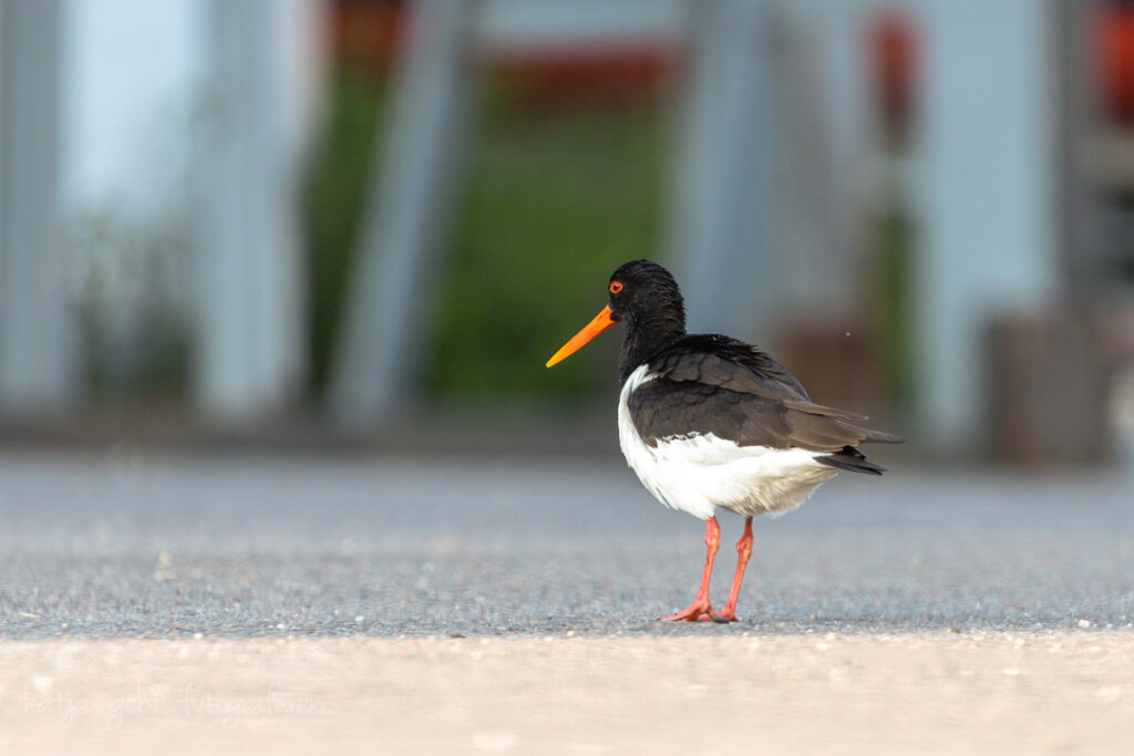 Vogelfotografie - für mich einer der auffälligsten Vögel, nein nicht wegen seinen Farben, wegen seines Rufes... nicht zu überhören.