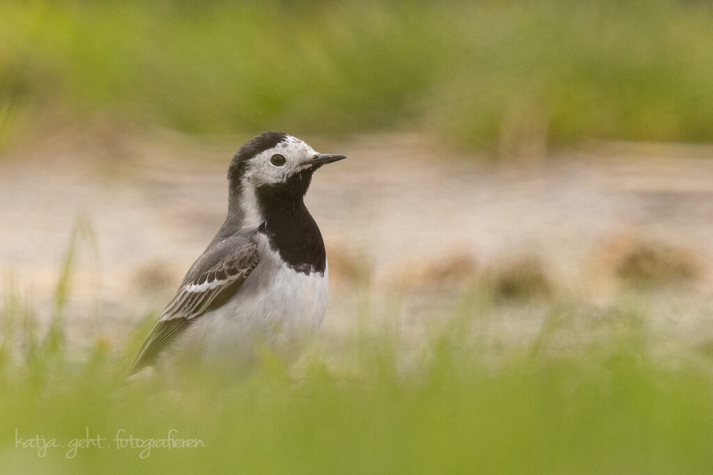 Vogelfotografie - auf einem leicht erhöhten weg, hinter einer Hecke war die Bachstelze auf Jagd.