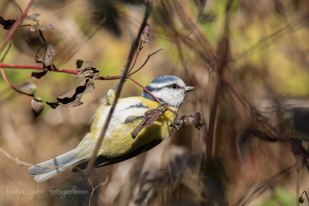 Vogelfotografie - eine Blaumeise beim Abhängen, oder macht sie Klimmzüge?