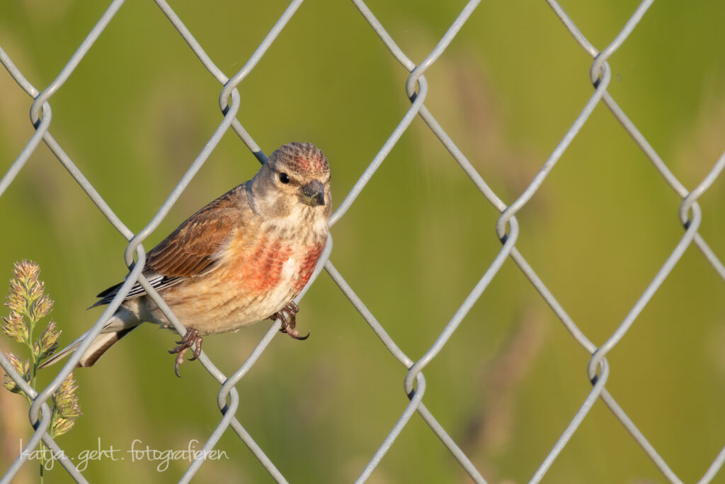 Vogelfotografie - Bluthänfling sitzt in einem Maschendrahtzaun, in der abendlichen Sonne.