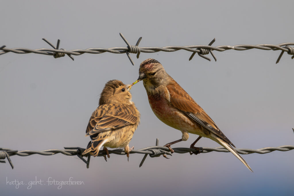 Vogelfotografie - ein Bluthänfling füttert seinen Nachwuchs auf Stacheldraht.