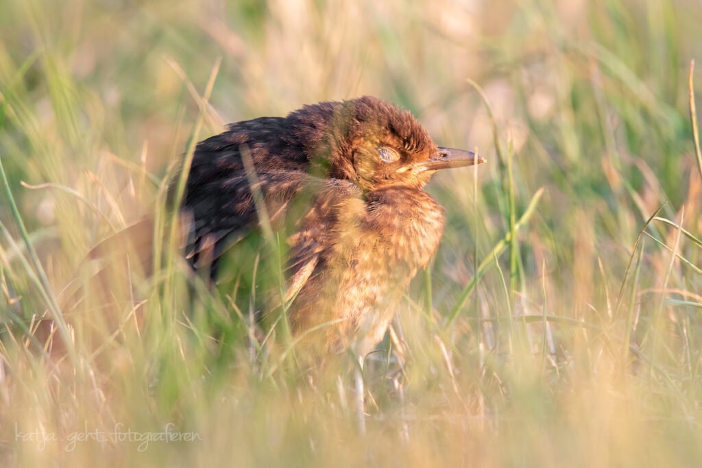 Vogelfotografie - diese junge (vermutlich) Amsel, chillt noch am frühen Morgen, lass das mal nicht den Fuchs sehen.