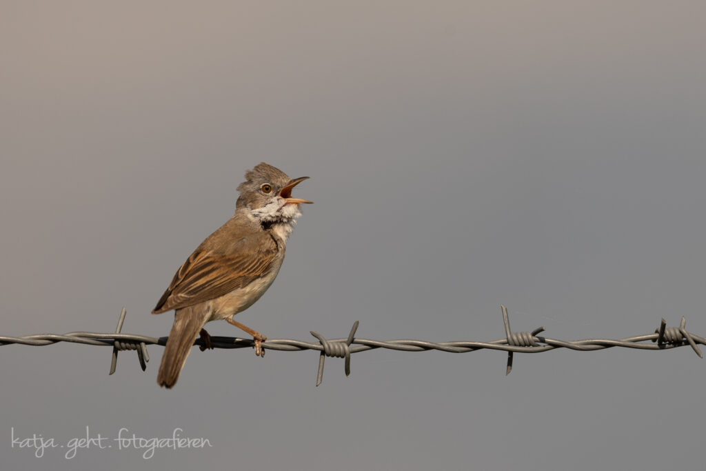 Vogelfotografie - Der Dauersänger, auch Dorngrasmücke genannt, singen kann der bis zum Umfallen.