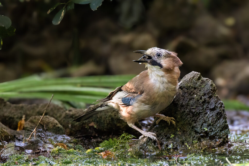 Vogelfotografie - an einem kleinen Teich im Wald hab ich diesen Eichelhäher beim Trinken erwischt, und selbst das tut er nicht leise.