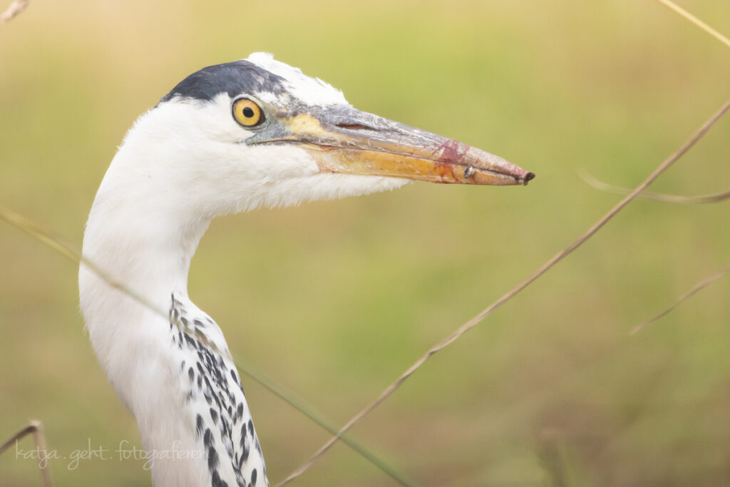 Vogelfotografie - Portrait, Frau Graureiher hat es wohl gemundet, sie hätte sich wenigstens den Schnabel putzen können.